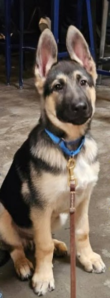 Rex